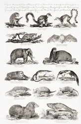 Diferentes tipos de cuadrúpedos